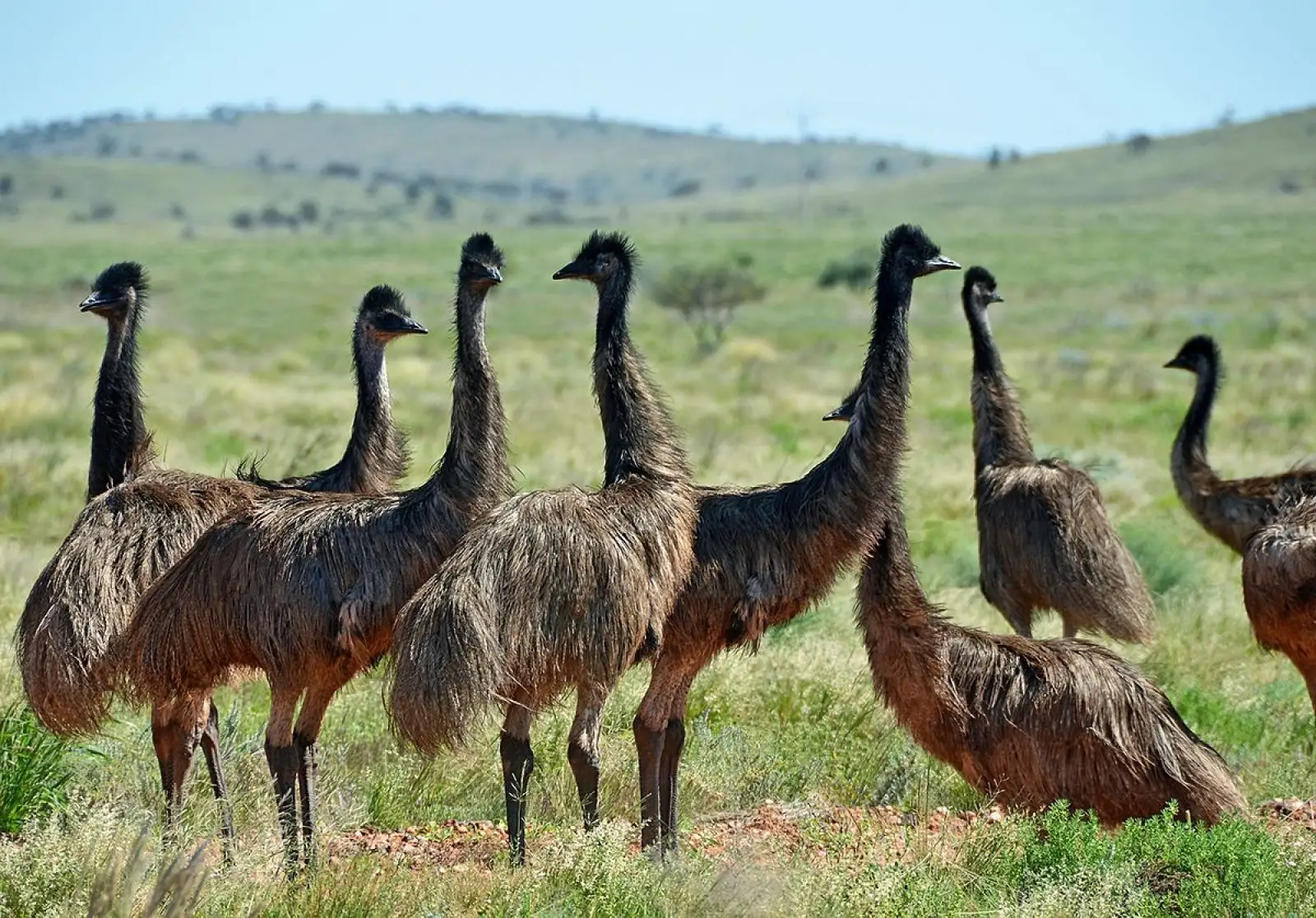 Emu Jerky
